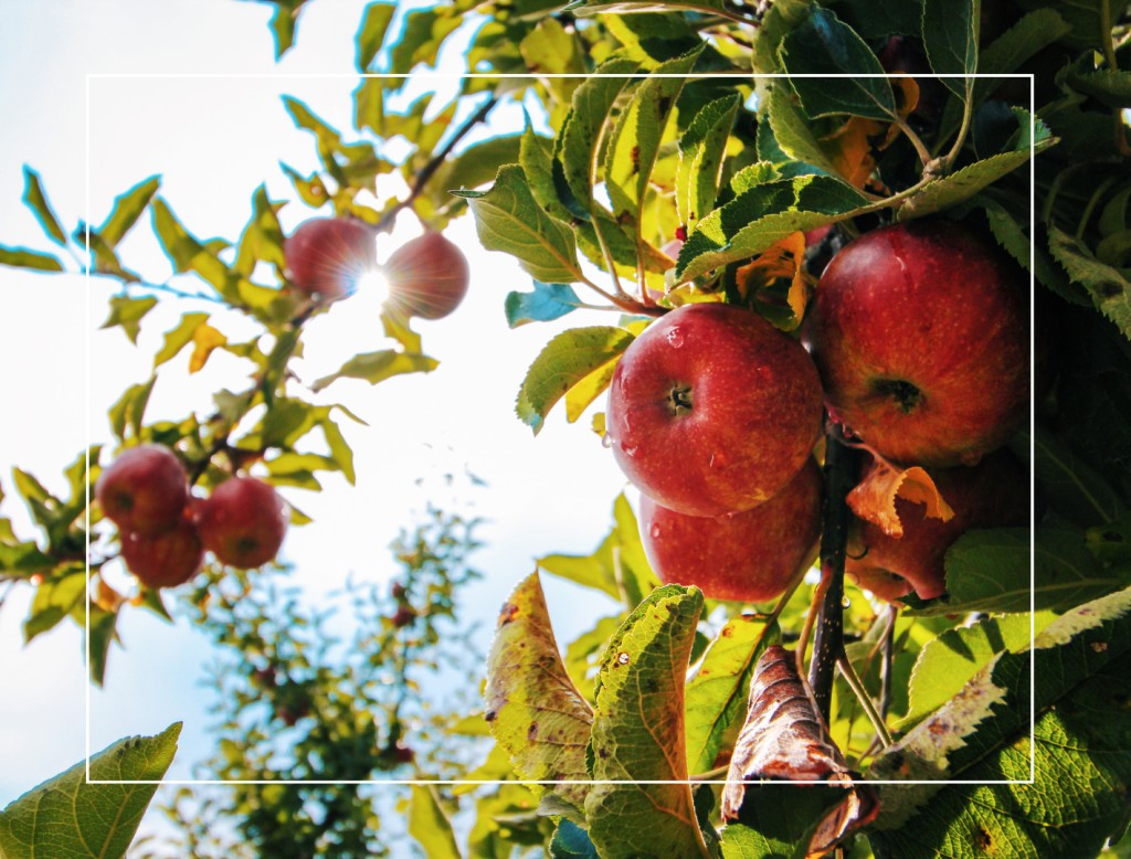 La Fructification Animation Arbres fruitiers : comment améliorer la fructification naturellement
