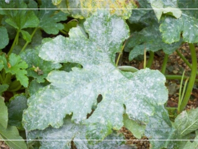 Comment traiter le mildiou et protéger son potager des maladies