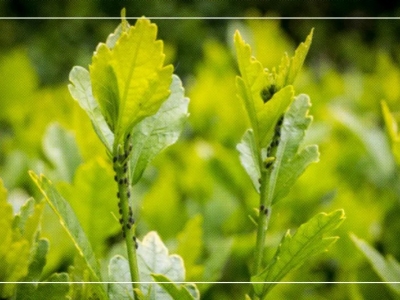 Maladies des arbres fruitiers : comment protéger votre verger naturellement ?