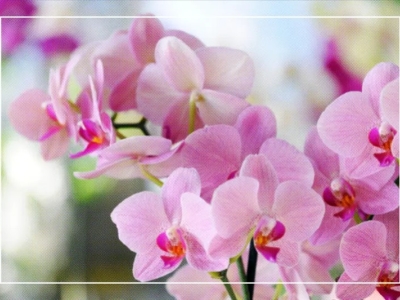 Comment bien nourrir vos orchidées pour une floraison éclatante ?