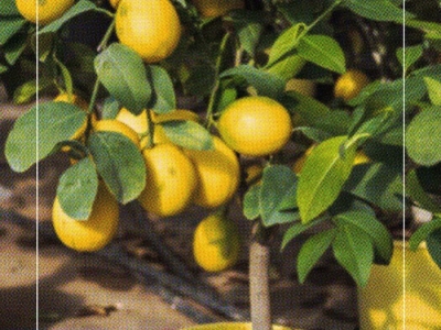 Quand et comment planter et entretenir un citronnier en pot et en pleine terre