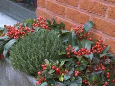 Entretien des vivaces à l'automne