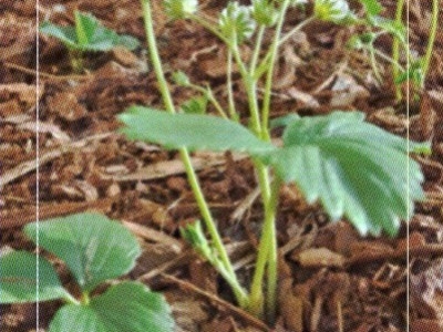 Quand et comment planter ses fraisiers ? Le guide complet