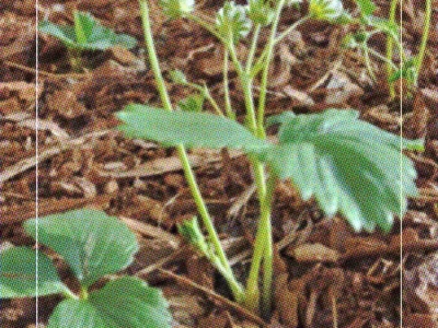 Maladies du fraisier : symptômes et traitements naturels