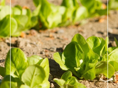 Que faire au jardin en juillet ?