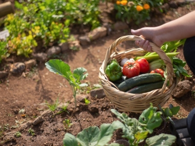Que faire au jardin en août ?