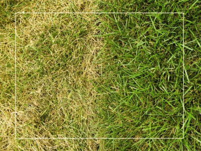Gazon jaune après la canicule: comment restaurer une pelouse sèche naturellement