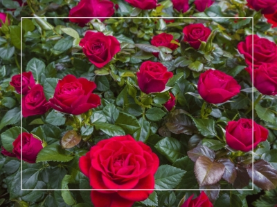 Quand et comment planter les rosiers ?