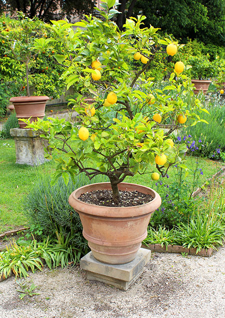 Culture et entretien du citronnier en pot et en pleine terre