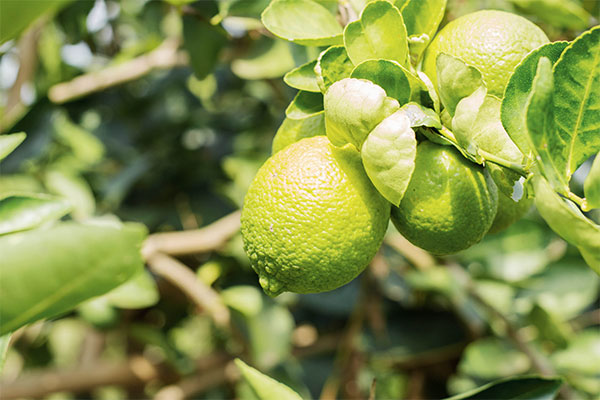 Guide complet pour planter et entretenir un citronnier