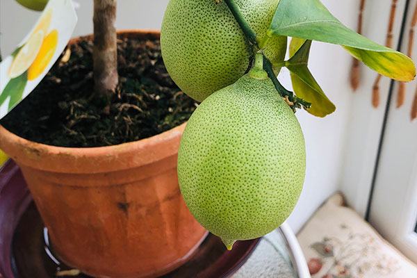 Cultiver un citronnier en pot