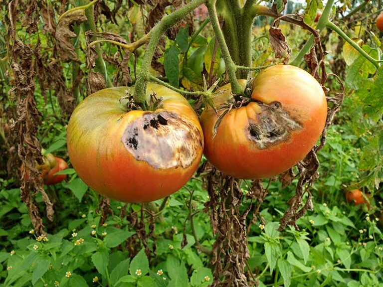 Mildiou des tomates : 10 traitements naturels et efficaces