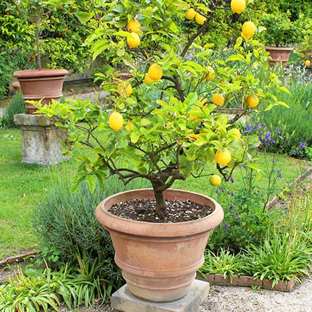 Culture-entretien-citronnier-pot-jardin.jpg