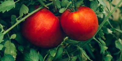 conseil-protéger-environnement-tomate-potager