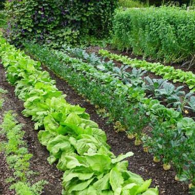 SOBAC, bactériosol, jardin, potagr, salade, carotte, légume